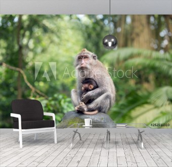 Picture of Monkey mother is sitting on a rock in the Ubud forest hugging her cub